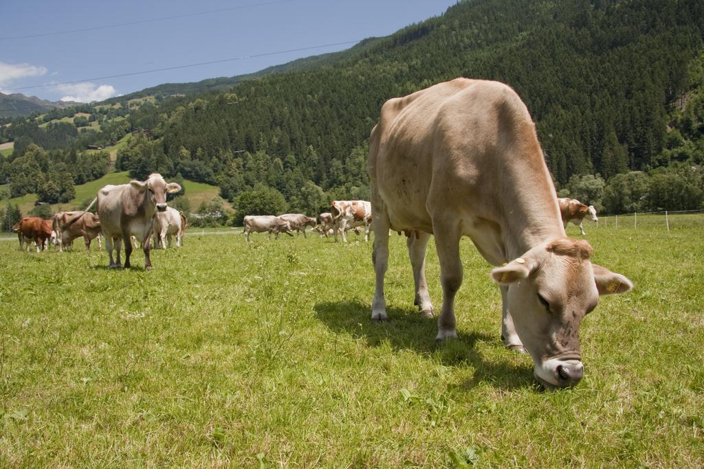 Martlerhof Aschau Im Zillertal Exterior foto